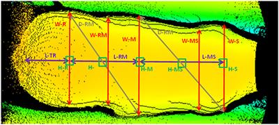 Using 3D Imaging and Machine Learning to Predict Liveweight and Carcass Characteristics of Live Finishing Beef Cattle